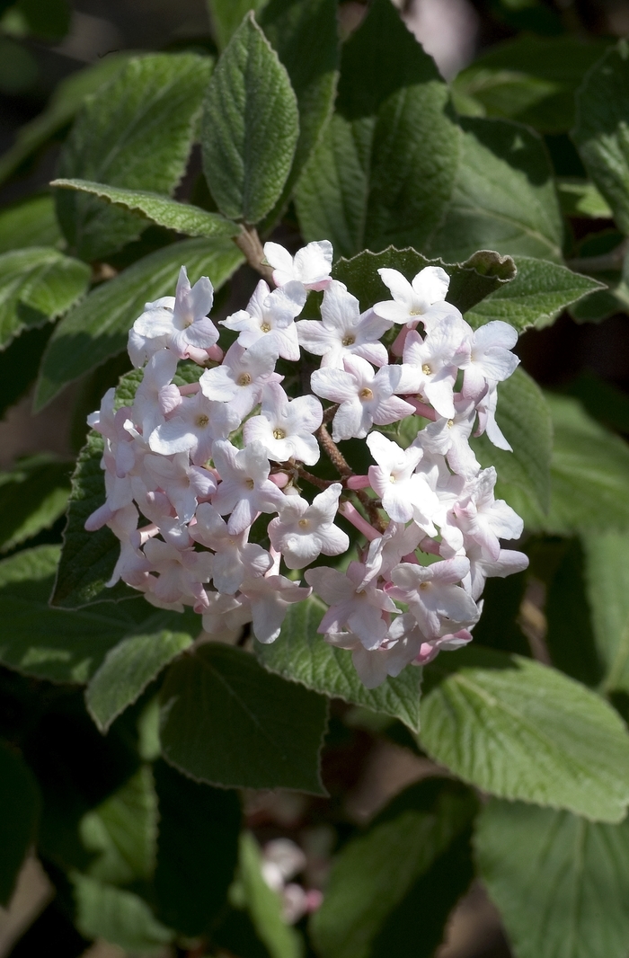 Korean Spice Viburnum - Viburnum carlesii from Evans Nursery