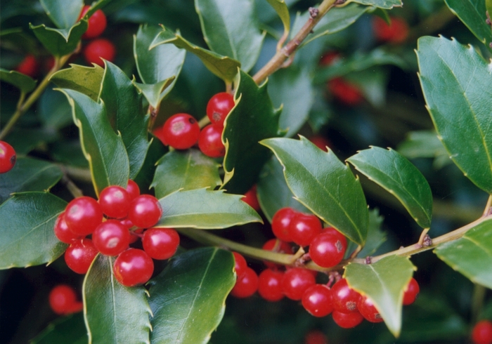 'Nellie R. Stevens' Holly - Ilex from Evans Nursery