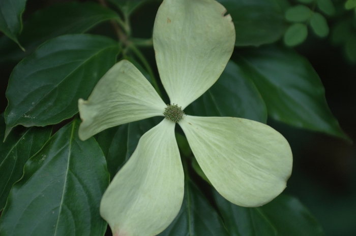 Constellation® Dogwood - Cornus x 'Rutcan' from Evans Nursery