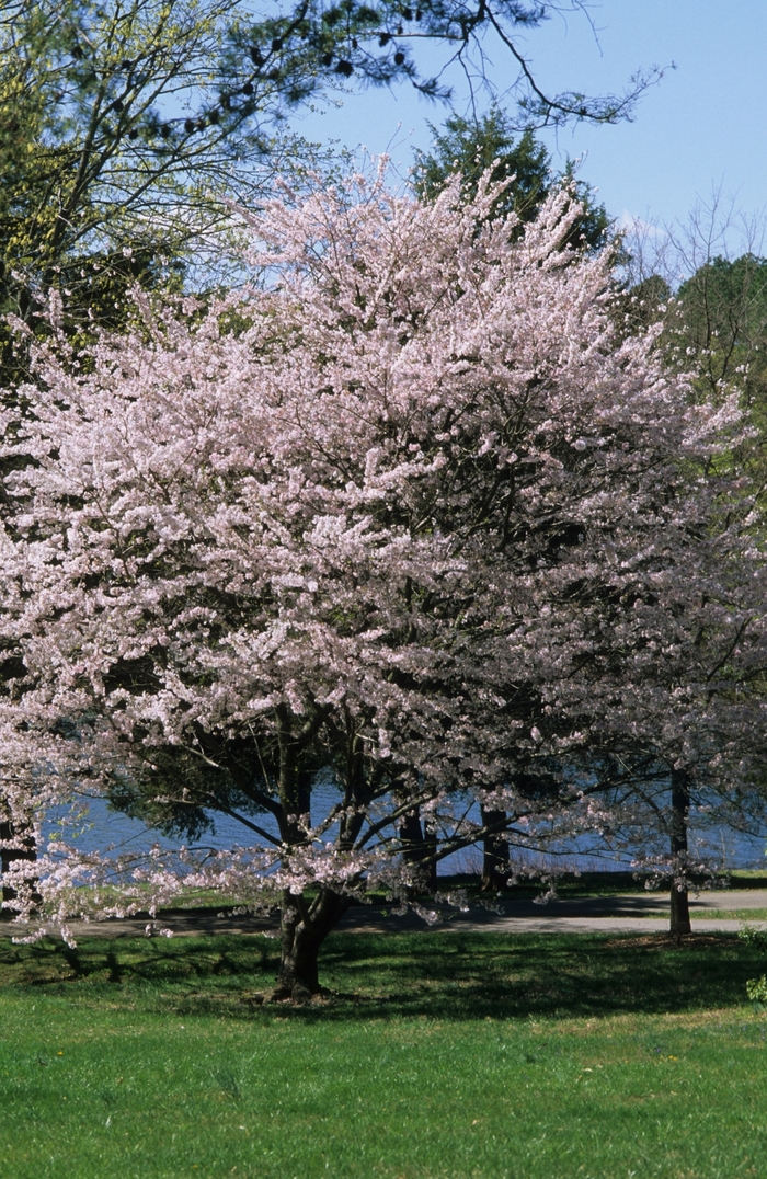 Yoshino Cherry - Prunus x yedoensis from Evans Nursery