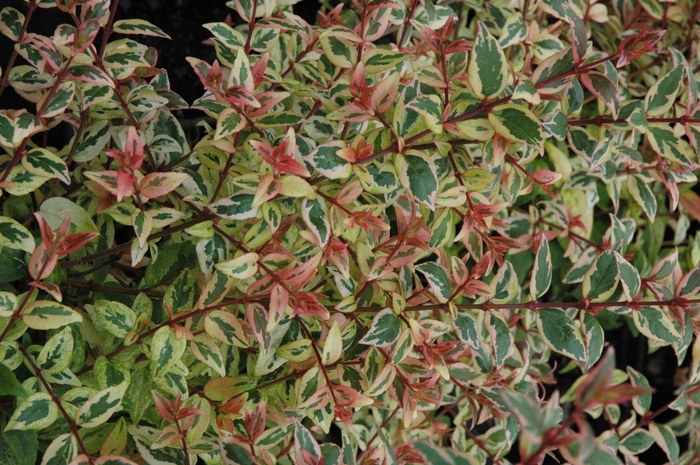 'Mardi Gras' Abelia - Abelia x grandiflora from Evans Nursery