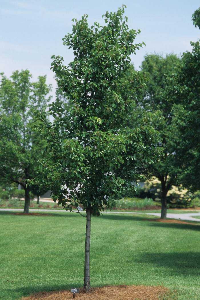 Cleveland Pear - Pyrus calleryana 'Cleveland Select' from Evans Nursery