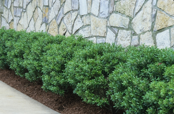 Soft Touch Holly - Ilex crenata 'Soft Touch' from Evans Nursery