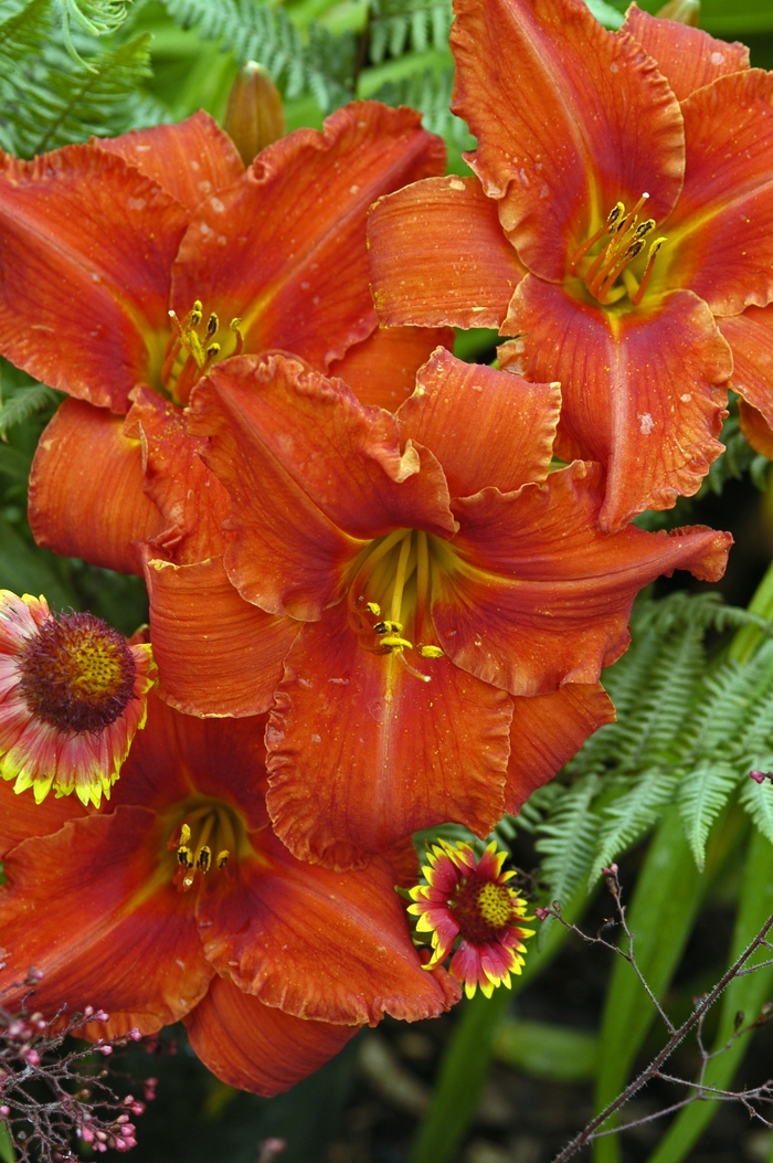 Daylily - Hemerocallis 'Alabama Jubilee' from Evans Nursery