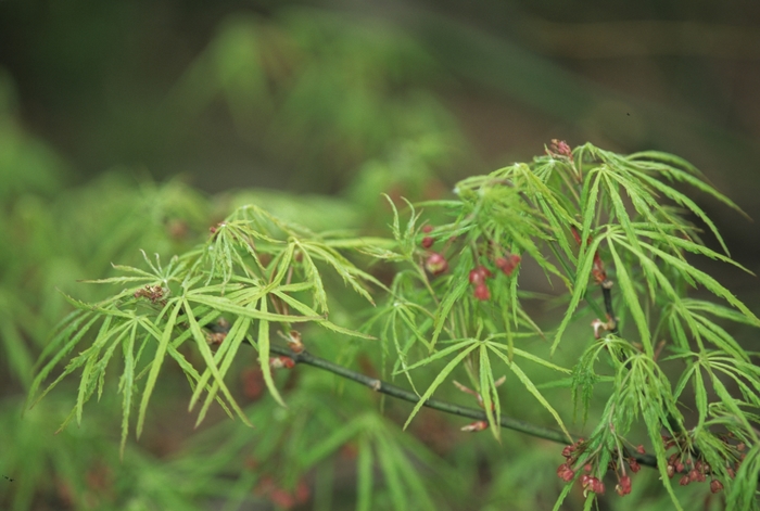 Oregon Sunset - Acer palmatum - Japanese Maple from Evans Nursery