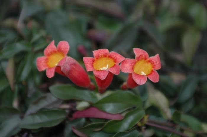 Tangerine Beauty Cross Vine - Bignonia capreolata 'Tangerine Beauty' from Evans Nursery