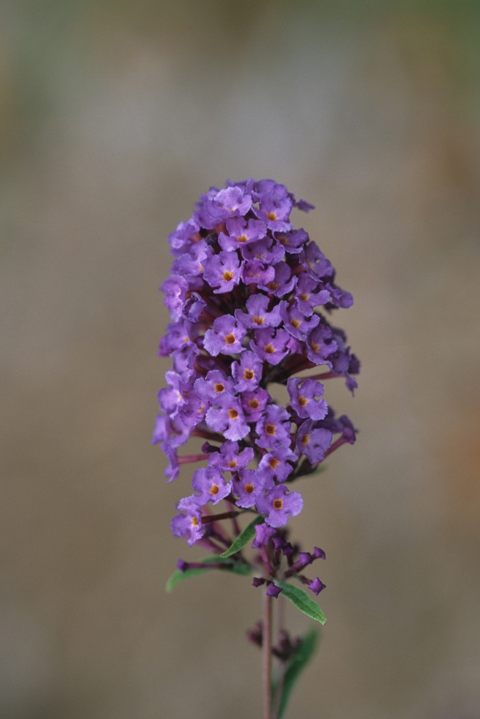 Nanho Blue Butterfly Bush - Buddleia davidii 'Nanho Blue' from Evans Nursery