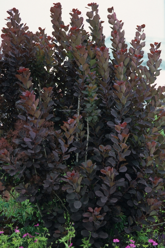 Royal Purple Smokebush - Cotinus coggygria 'Royal Purple' from Evans Nursery