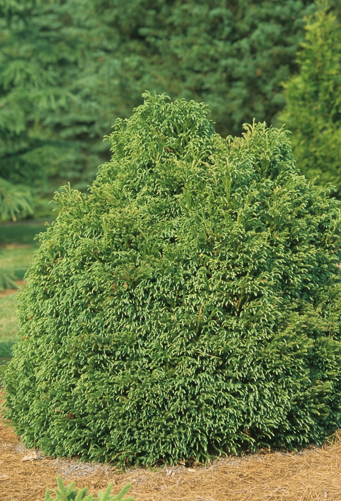 Dwarf Globe Japanese Cedar - Cryptomeria japonica 'Globosa Nana' COPY from Evans Nursery