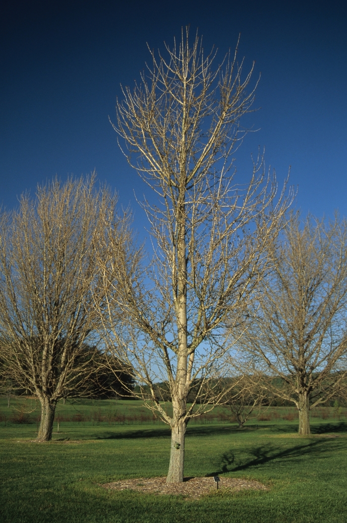 'Princeton Sentry' Maidenhair Tree - Ginkgo biloba from Evans Nursery