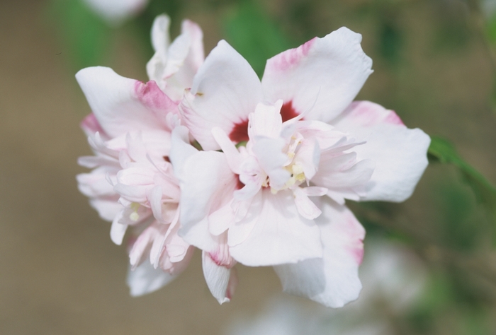 Rose of Sharon - Hibiscus syriacus 'Blushing Bride' from Evans Nursery