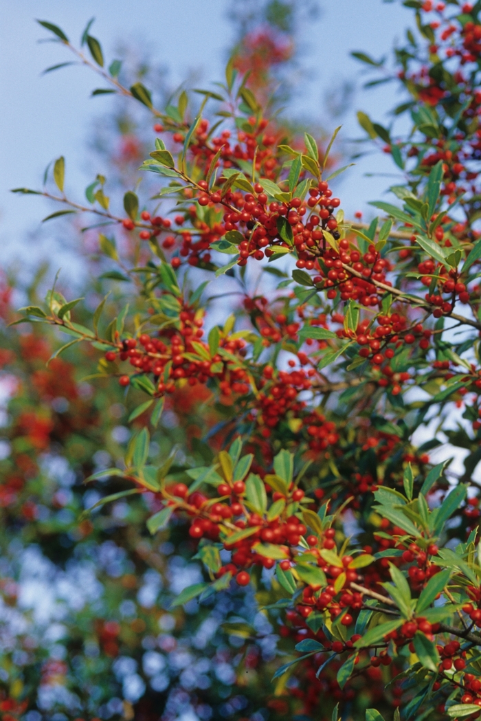 'Fosteri' Foster Holly - Ilex x attenuata from Evans Nursery