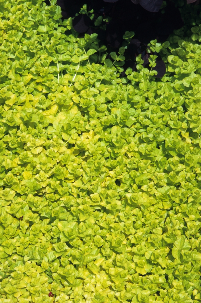  Yellow Creeping Jenny - Lysimachia nummularia ''Aurea'' (Yellow Creeping Jenny) from Evans Nursery