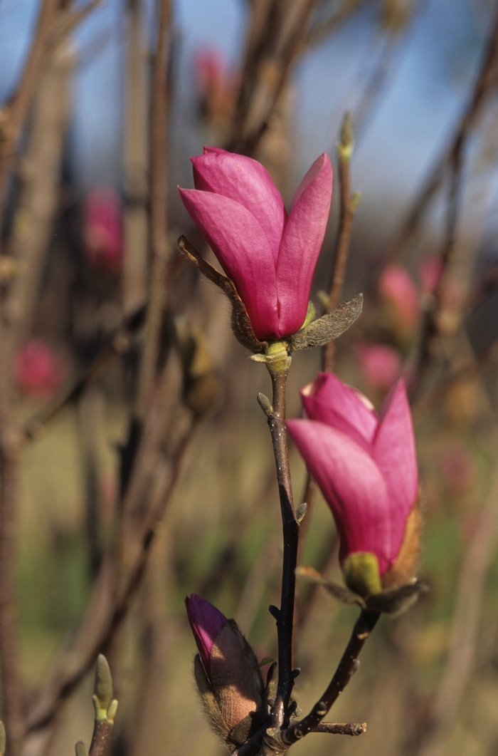 'Alexandrina' - Magnolia x soulangiana from Evans Nursery