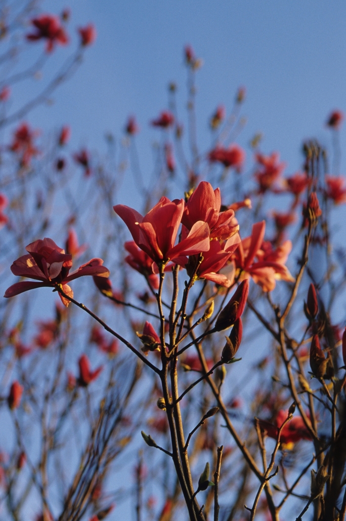 'Galaxy' - Magnolia x from Evans Nursery