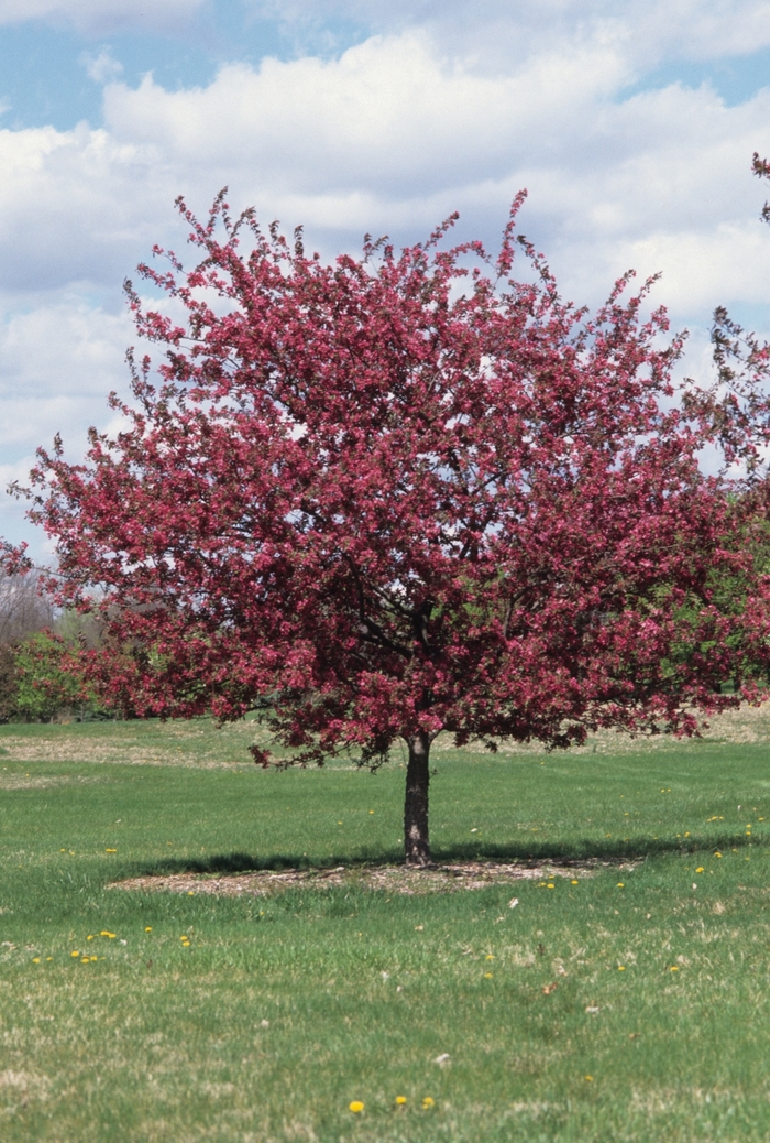 'Profusion' - Malus x moerlandsii from Evans Nursery