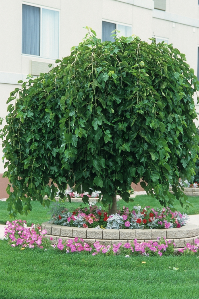 Weeping Mulberry - Morus alba 'Chaparral' from Evans Nursery