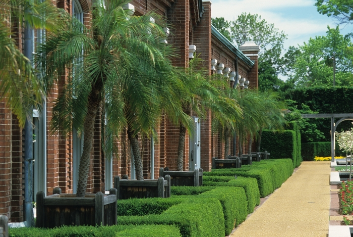 Pygmy Date Palm - Phoenix roebelenii '' from Evans Nursery