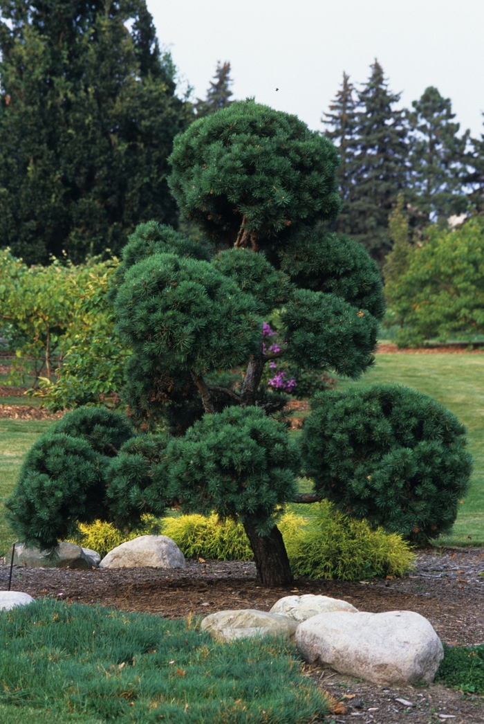 Scotch Pine - Pinus sylvestris from Evans Nursery