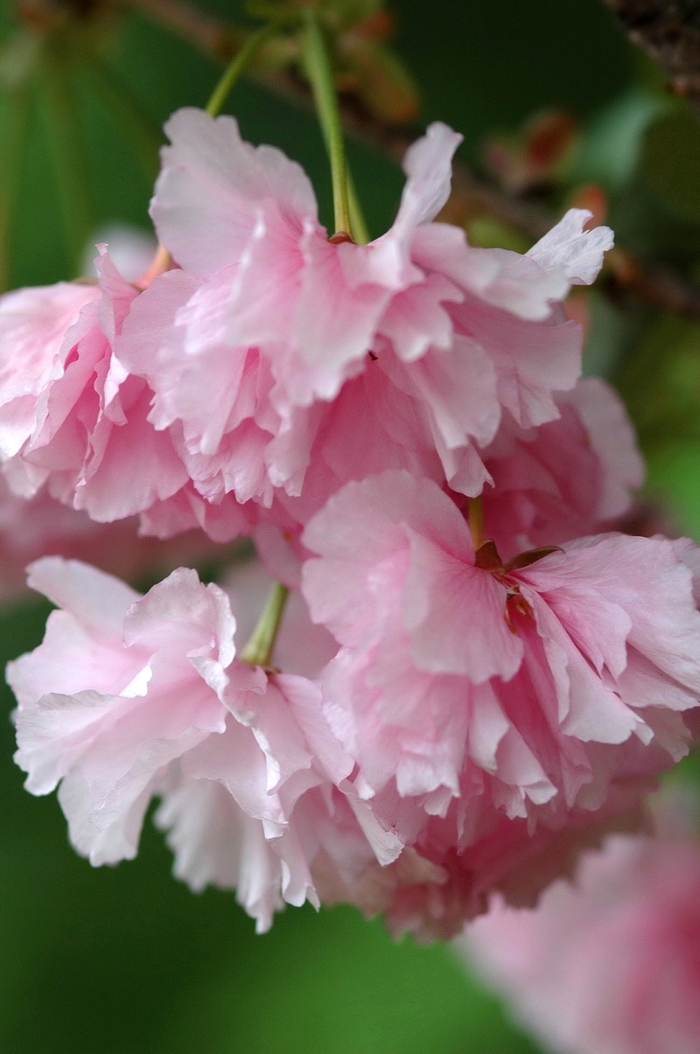 Flowering Cherry - Prunus serrulata 'Kwanzan' from Evans Nursery