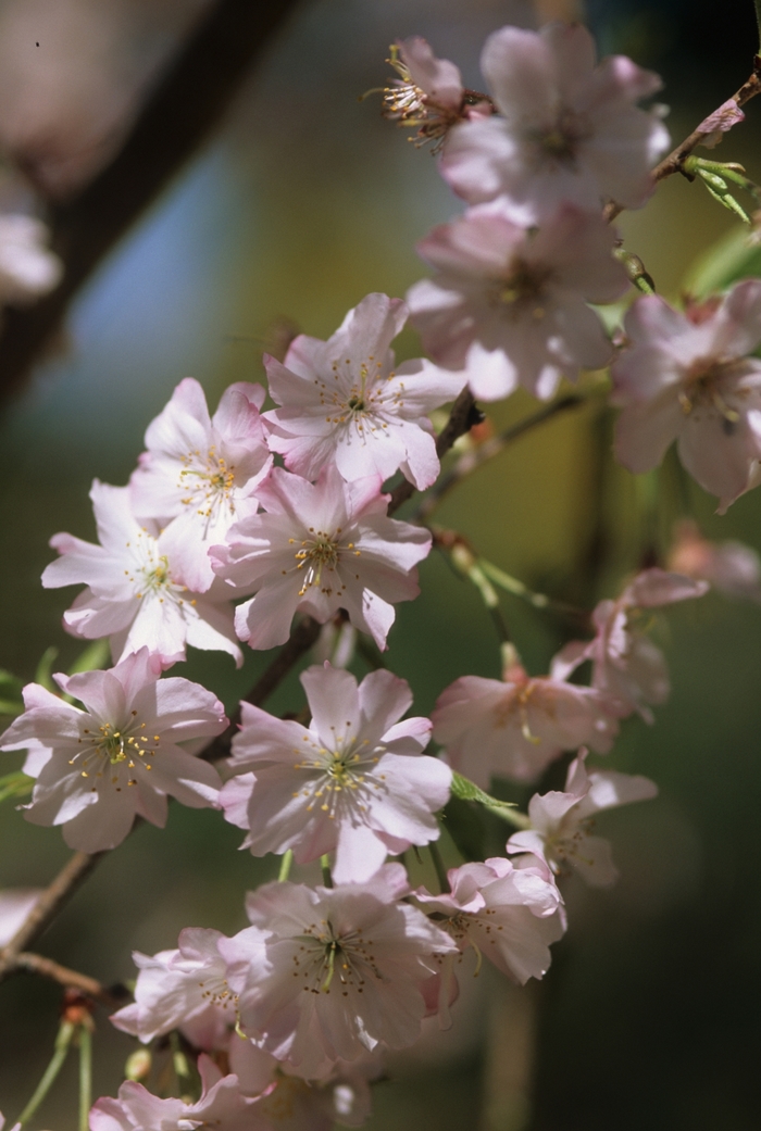 Pink Weeping Cherry Tree - Prunus subhirtella var. autumnalis from Evans Nursery