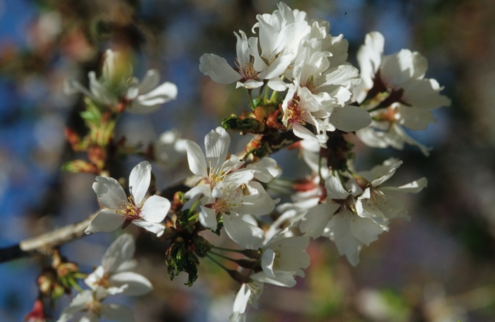 Snow Fountain Cherry - Prunus x from Evans Nursery