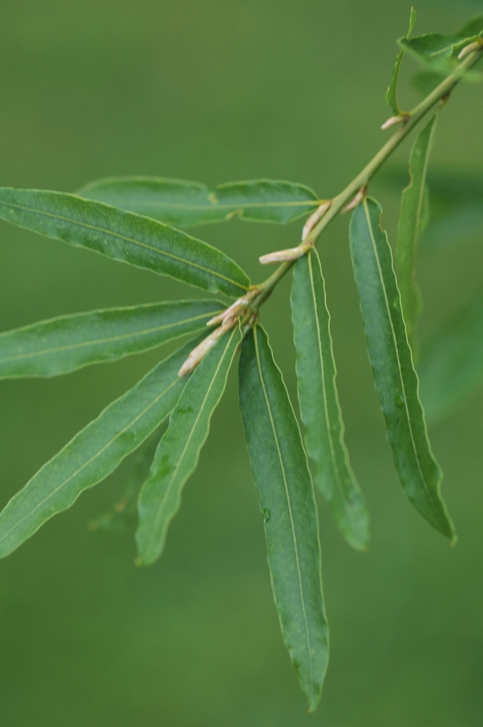 Willow Oak - Quercus phellos from Evans Nursery