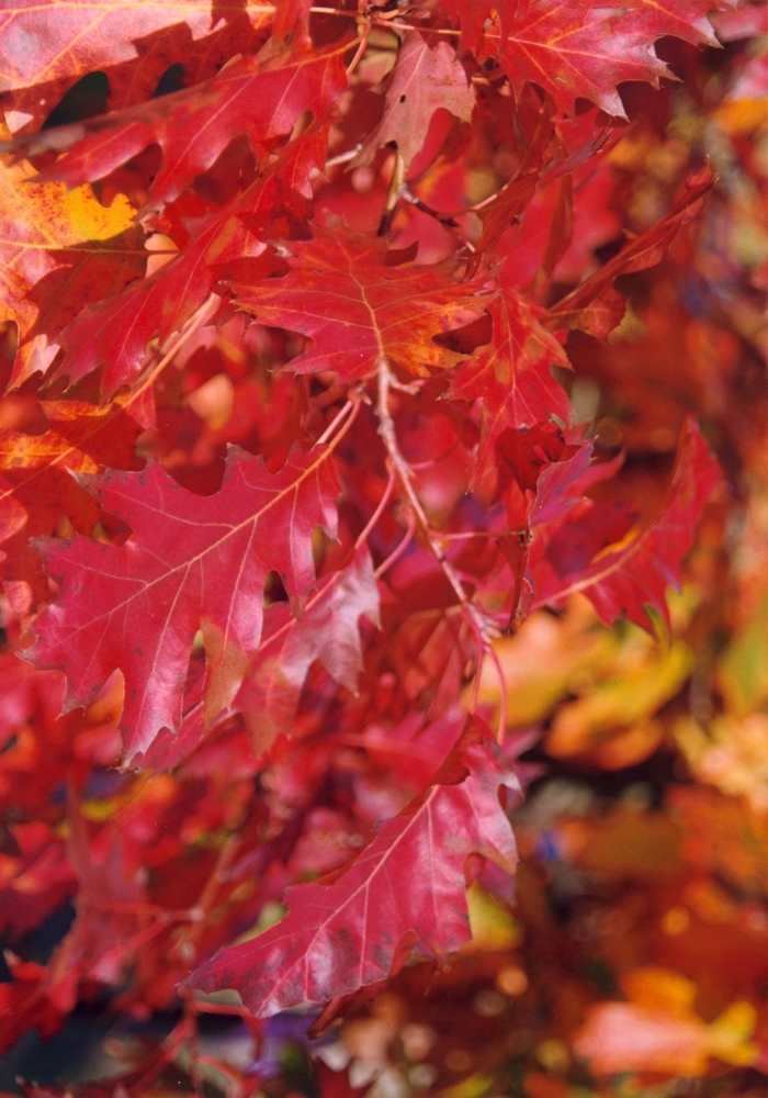 Northern Red Oak - Quercus rubra from Evans Nursery