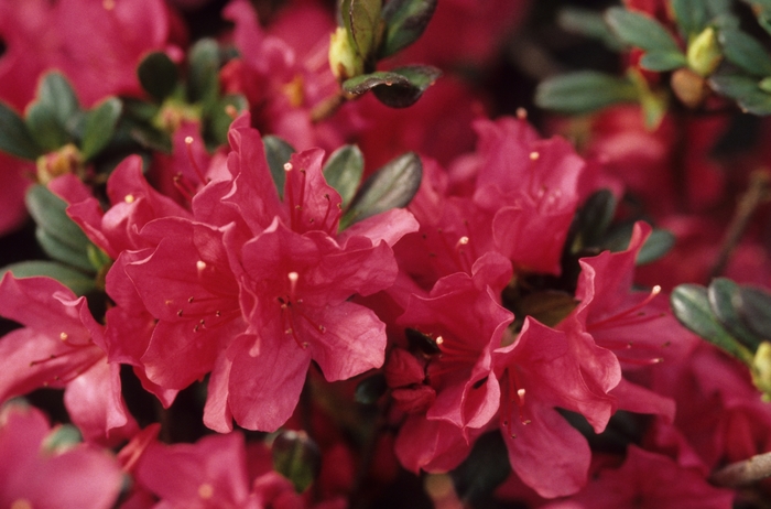 'Hinode-giri' - Rhododendron hybrid from Evans Nursery