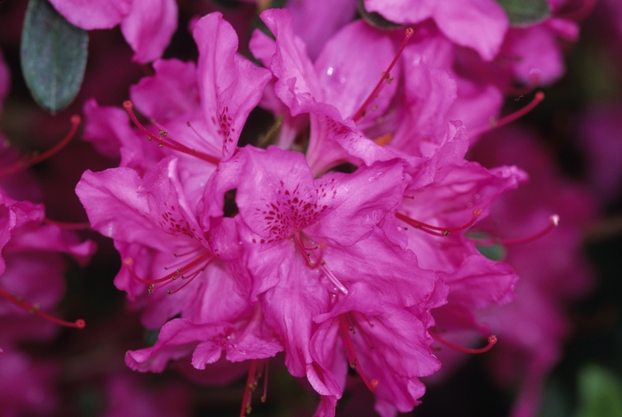 'Karen' Azalea - Rhododendron Gable hybrid from Evans Nursery