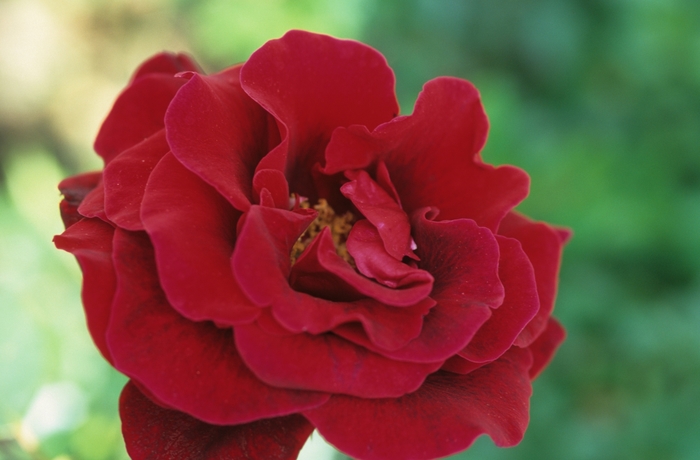 Rose - Rosa 'Don Juan' from Evans Nursery