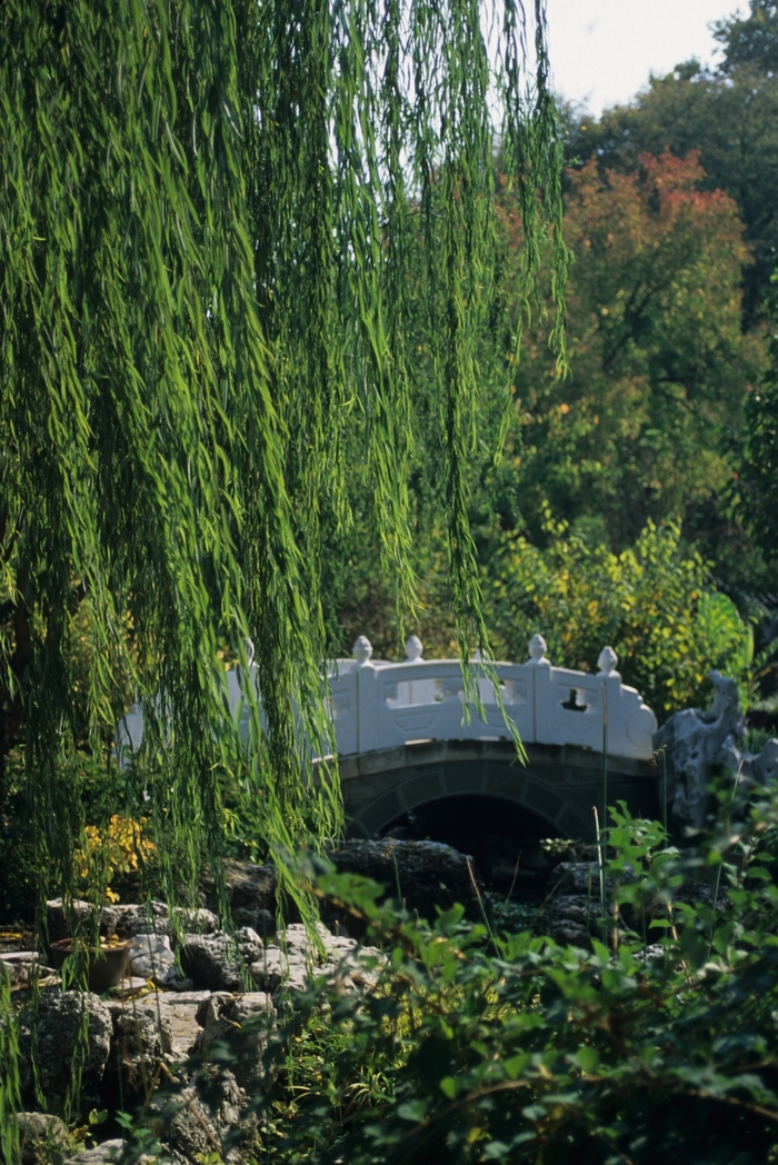 Weeping Willow - Salix babylonica from Evans Nursery