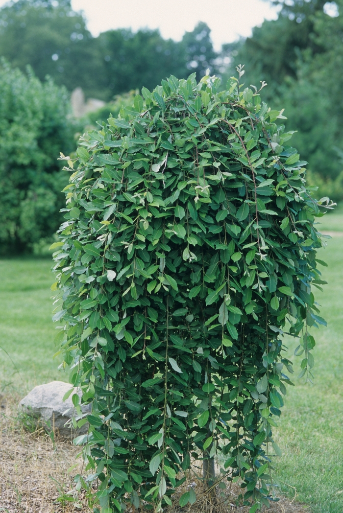 Weeping Pussy Willow - Salix caprea 'Pendula' from Evans Nursery