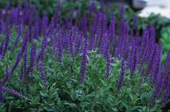'May Night' - Salvia x sylvestris from Evans Nursery