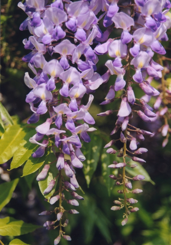 Chinese Wisteria - Wisteria sinensis from Evans Nursery