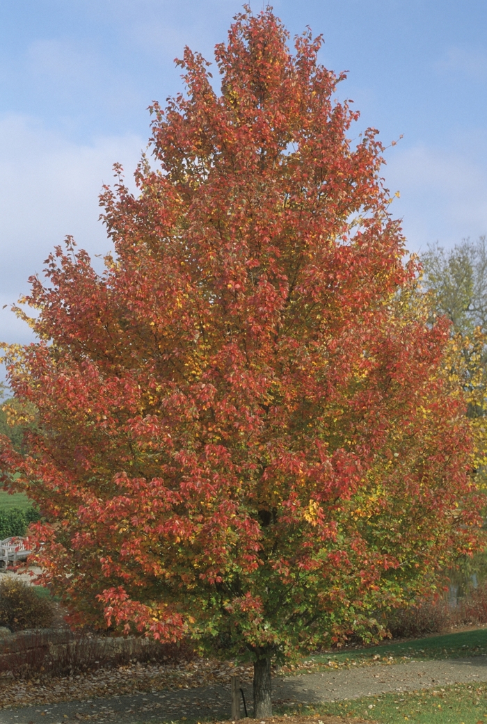 Red Sunset® Red Maple - Acer rubrum 'Franksred' from Evans Nursery