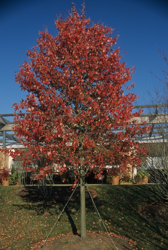 Red Sunset® Maple - Acer rubrum 'Franksred' from Evans Nursery