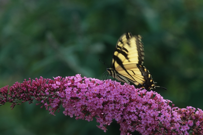 'Pink Delight' - Buddleia hybrid from Evans Nursery