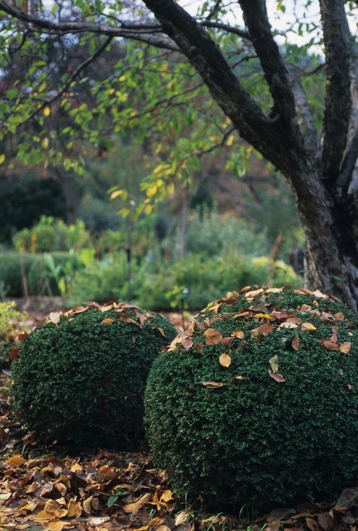Wintergreen Boxwood - Buxus microphylla var. japonica 'Wintergreen' from Evans Nursery