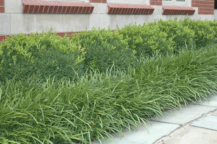 Green Velvet Boxwood - Buxus 'Green Velvet' from Evans Nursery