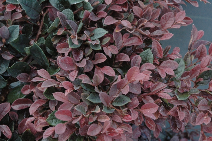 Plum Delight Loropetalum - Loropetalum chinense 'Plum Delight' from Evans Nursery