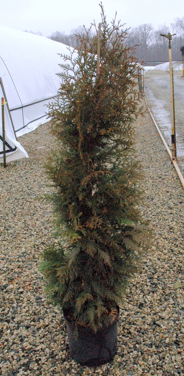 'Steeplechase' - Thuja x from Evans Nursery