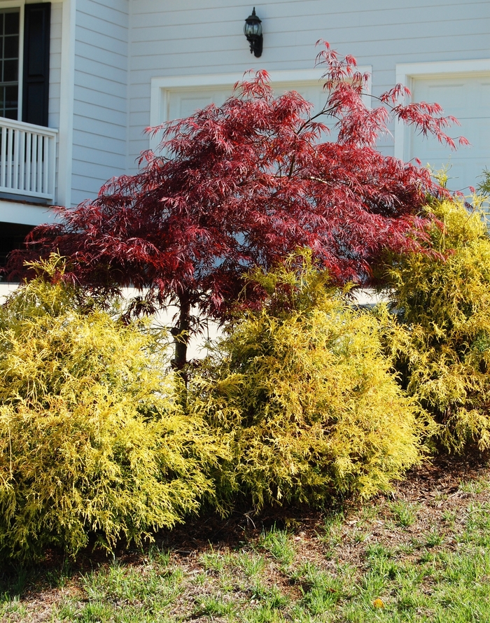 Golden Mop Cypress - Chamaecyparis pisifera 'Golden Mop' from Evans Nursery