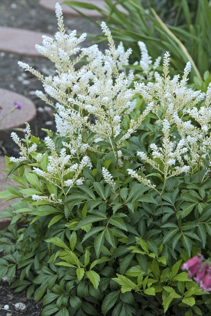 Deutschland False Spirea - Astilbe rhizomatous ''Deutschland'' (False Spirea) from Evans Nursery