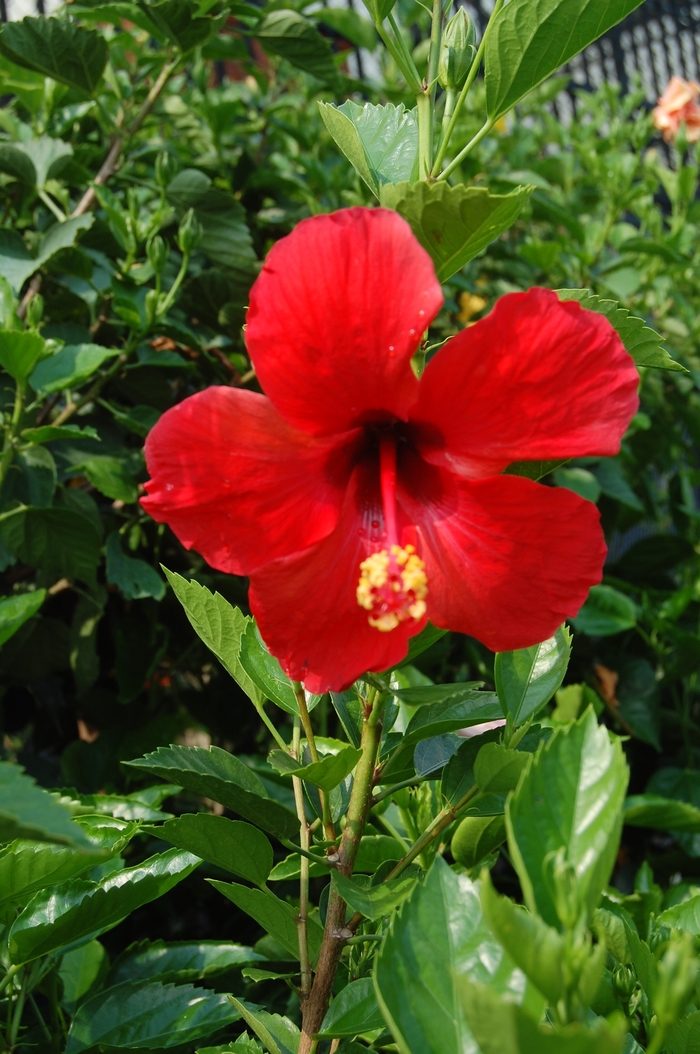 President's Hibiscus - Hibiscus rosa-sinensis 'President's' from Evans Nursery