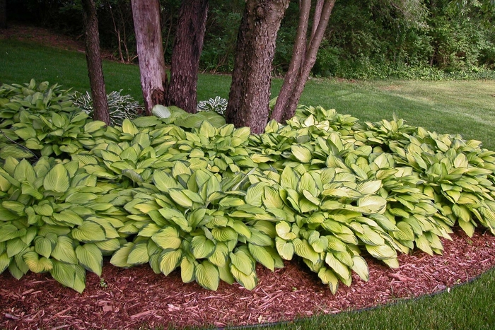 'Gold Standard' Hosta, Plantain Lily - Hosta from Evans Nursery