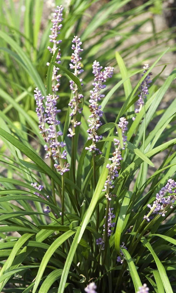 Super Blue Liriope - Liriope muscari 'Super Blue' from Evans Nursery