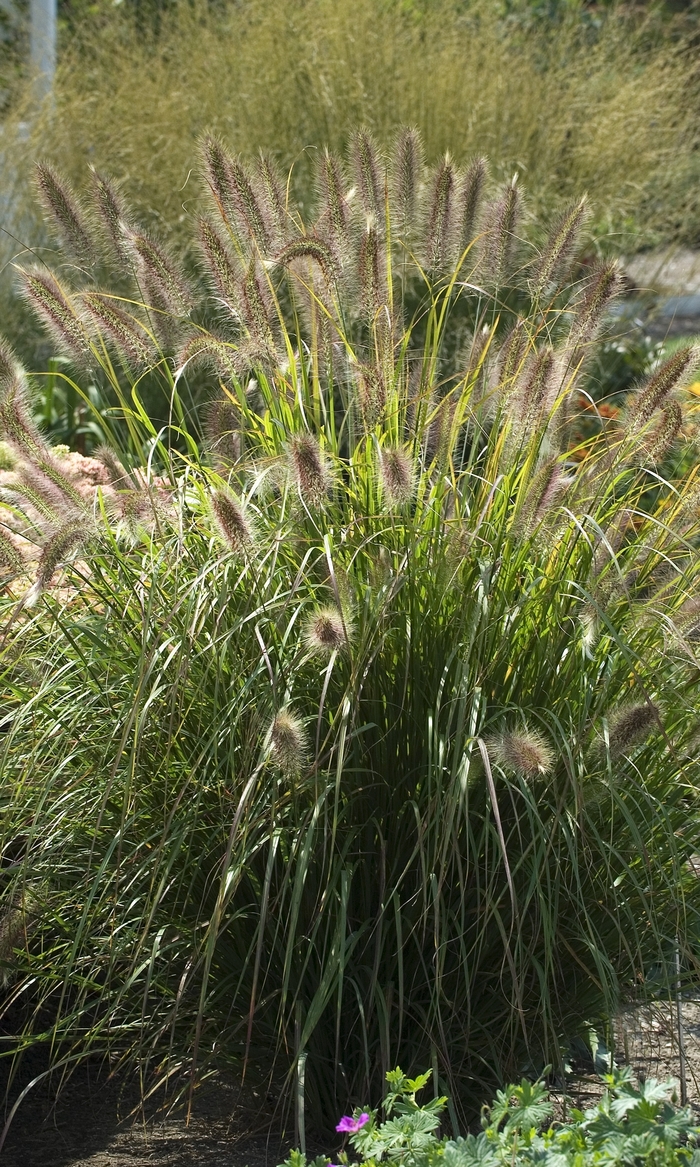 Prairie Winds® 'Desert Plains' - Pennisetum alopecuroides from Evans Nursery