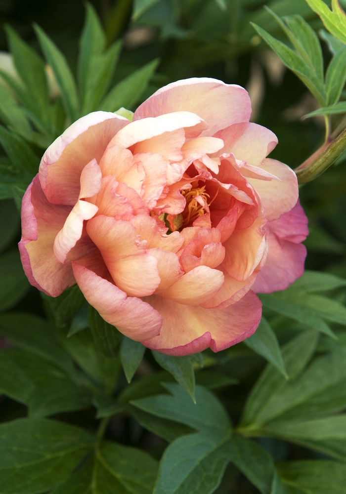 'Julia Rose' Itoh Peony - Paeonia from Evans Nursery