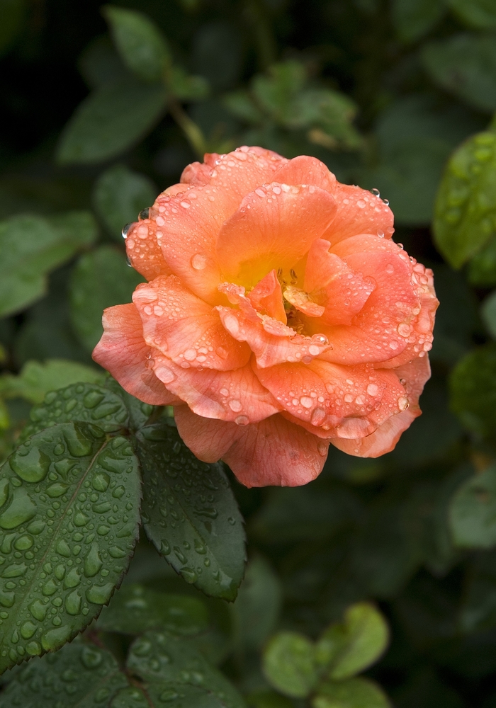 Livin Easy™ Rose - Rosa 'HARwelcome' from Evans Nursery